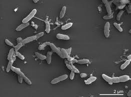 pedobacter heparinus cells - electron micrograph
